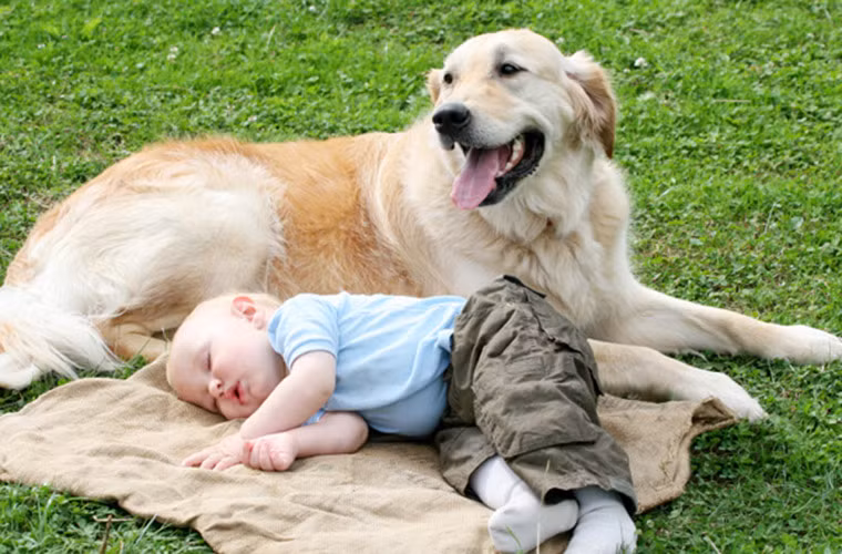 có những lúc "đôi bạn nhỏ" say sưa trong giấc ngủ