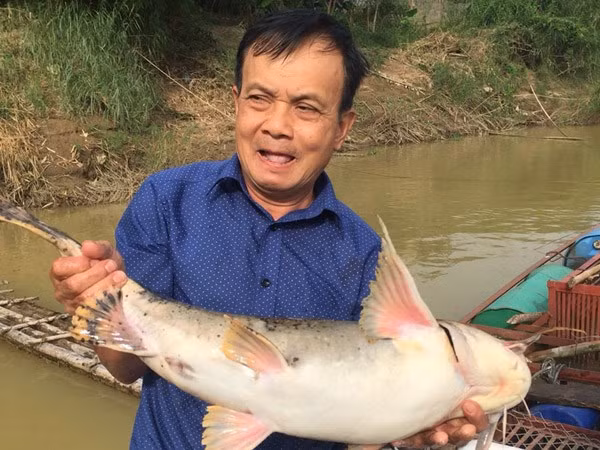 Một con cá chiên "khủng" nặng hơn 4,5 kg được ông Tuyên "vác" lên bờ sông bán cho khách hàng. Đưa 'quái ngư' quý hiếm vào lồng nuôi nhốt trên sông Lô - Ảnh 2