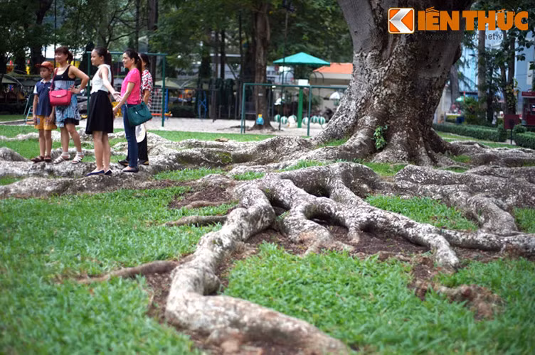 Mỗi nhánh rễ chính của cây có chiều dài lên đến hàng chục mét, chia ra thành nhiều nhánh nhỏ tạo thành mạng lưới chằng chịt rất ấn tượng. Nhiều du khách khi ghé thăm Dinh Độc Lập không bỏ lỡ cơ hội chụp ảnh kỷ niệm với "quái cây" này.