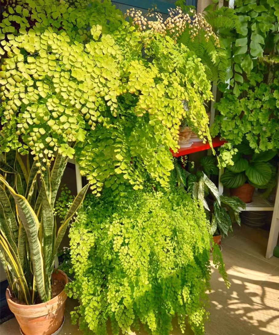 Mua he, trong 9 cay canh dieu hoa khong khi, mat lanh-Hinh-7