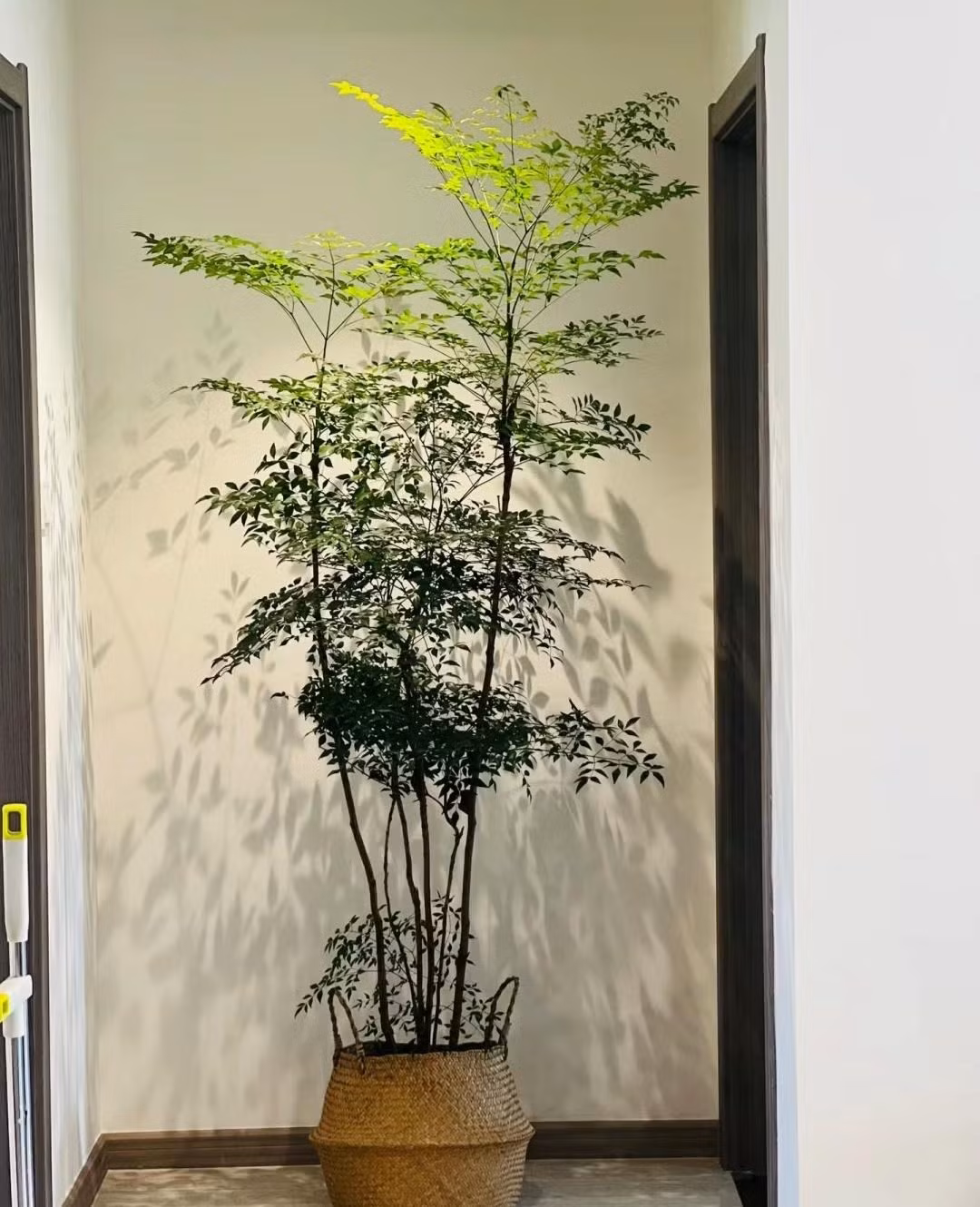Mua he, trong 9 cay canh dieu hoa khong khi, mat lanh-Hinh-5