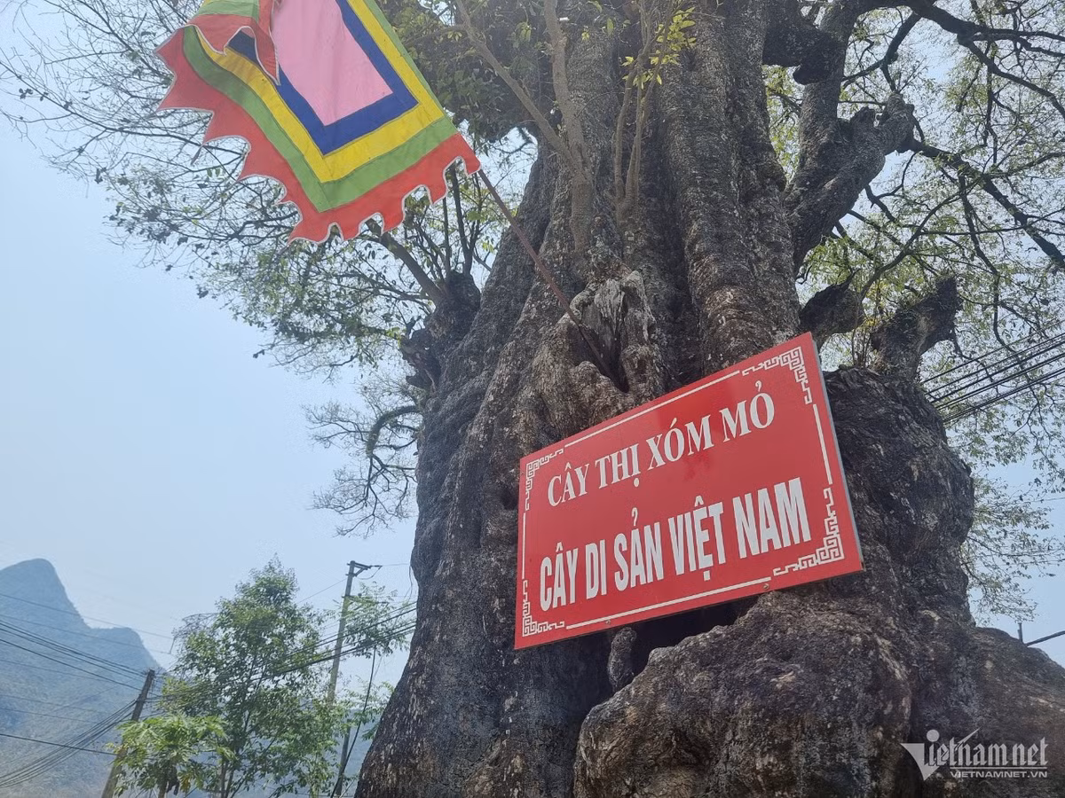 Cay thi hon 800 tuoi doc nhat vo nhi o Hoa Binh-Hinh-5