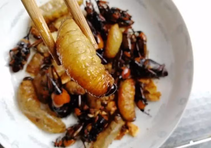Vào rừng chặt tre bỗng vớ “mỏ vàng”, giá gần 400.000đ/kg - Hình 5 Vao rung chat tre bong vo “mo vang”, gia gan 400.000d/kg-Hinh-5