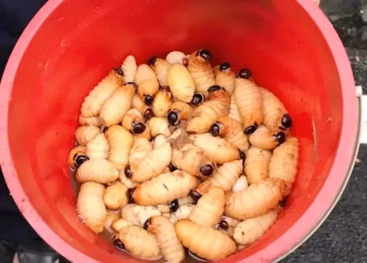 Vào rừng chặt tre bỗng vớ “mỏ vàng”, giá gần 400.000đ/kg - Hình 4 Vao rung chat tre bong vo “mo vang”, gia gan 400.000d/kg-Hinh-4