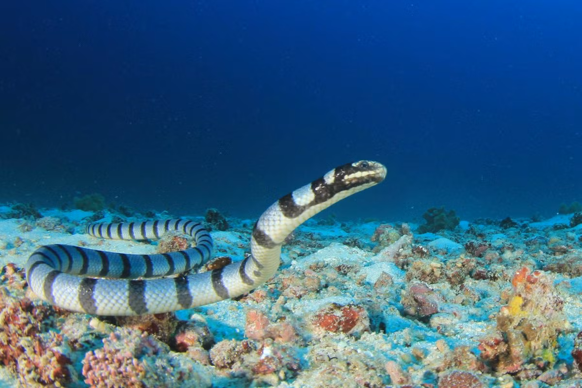  Tất cả các bộ kraits biển và rắn biển thật đều có đuôi hình mái chèo giúp chúng lướt qua mặt nước. Cơ thể mảnh mai của krait giúp nó len lỏi qua san hô để dễ dàng tìm kiếm các sinh vật ẩn nấp bên trong đó. Rắn Krait là một trong số ít loài rắn biển lên cạn để đẻ trứng trong khi hầu hết các loài khác, như rắn Olive sẽ sinh con dưới nước. 