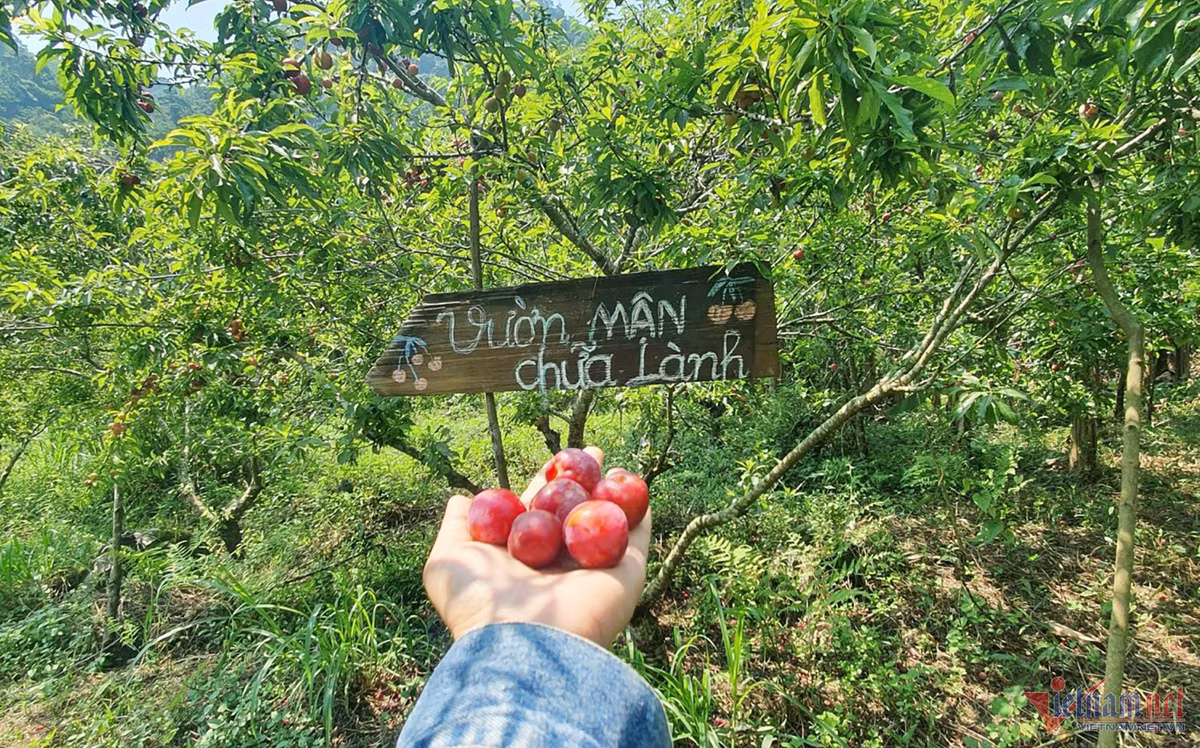 Kham pha “vuon man chua lanh” noi cong troi Muong Long-Hinh-3