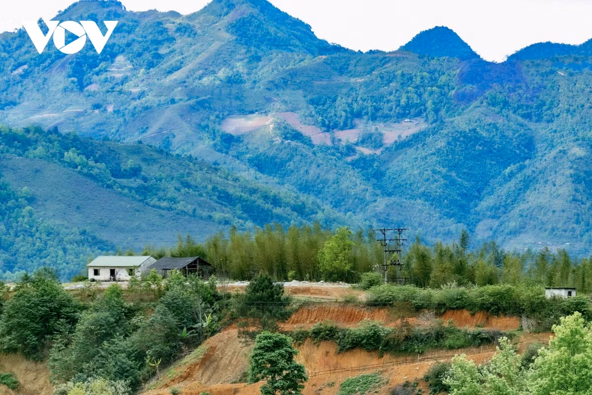 Trong thời gian tới, huyện Nguyên Bình đang tiếp tục mở rộng diện tích trồng cây trúc sào. Dọc con đường từ Nguyên Bình sang huyện Bảo Lạc đi Hà Giang trải dài một màu xanh bạt ngàn của những rừng trúc xanh đã để lại ấn tượng sâu sắc với du khách bởi sự hoang sơ, mộc mạc.