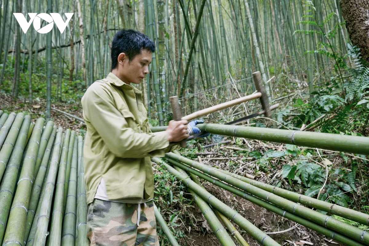 Tranh thủ thu hoạch những cây trúc đã đủ tuổi, anh Hoàng Văn Sinh ở xóm Bản Phường chia sẻ: “Những năm trở lại đây, rừng trúc có nhiều khách du lịch ghé thăm, người dân trong xóm tự nhắc nhở nhau không khai thác trúc bừa bãi mà phải giữ gìn cảnh quan để khu rừng luôn tươi xanh. Du khách đến không bán vé hay thu bất kỳ khoản phí nào. Gặp nhiều người từ dưới xuôi lên chúng tôi vui lắm, cũng mong xóm có thể phát triển thêm được du lịch từ đó bán được thêm nhiều sản vật của địa phương hơn”.