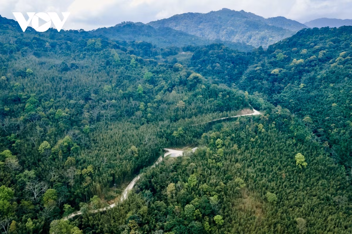 Cách trung tâm thành phố Hà Nội khoảng 260km, rừng trúc Bản Phường (xã Thành Công, huyện Nguyên Bình, tỉnh Cao Bằng) vài năm gần đây trở thành địa điểm du lịch thu hút đông đảo du khách ghé thăm bởi không gian xanh mát dưới tán hàng nghìn cây trúc sào cao vút, thẳng tắp.