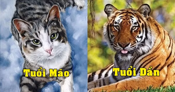 Nếu tuổi Dần là những người giỏi kiếm tiền thì tuổi Mão lại rất giỏi quản lý chi tiêu. Vì vậy, nếu có một hậu phương vững chắc như Mão thì chắc chắn Dần sẽ vô cùng an tâm giao phó nhà cửa, con cái cho Mão để bản thân ra ngoài kiếm tiền, tăng thu nhập cho gia đình.