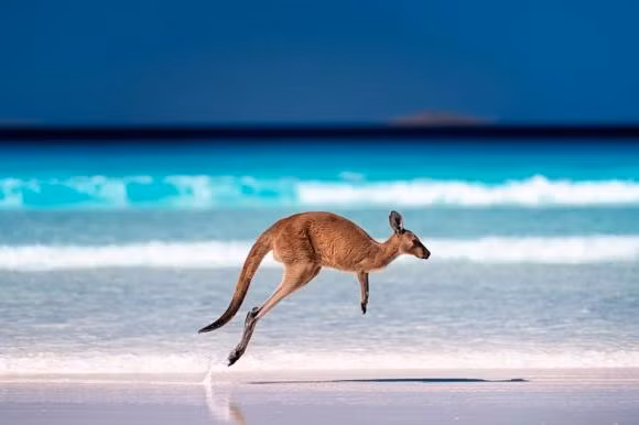 Vi sao Kangaroo nhay lien tuc ma khong thay met?
