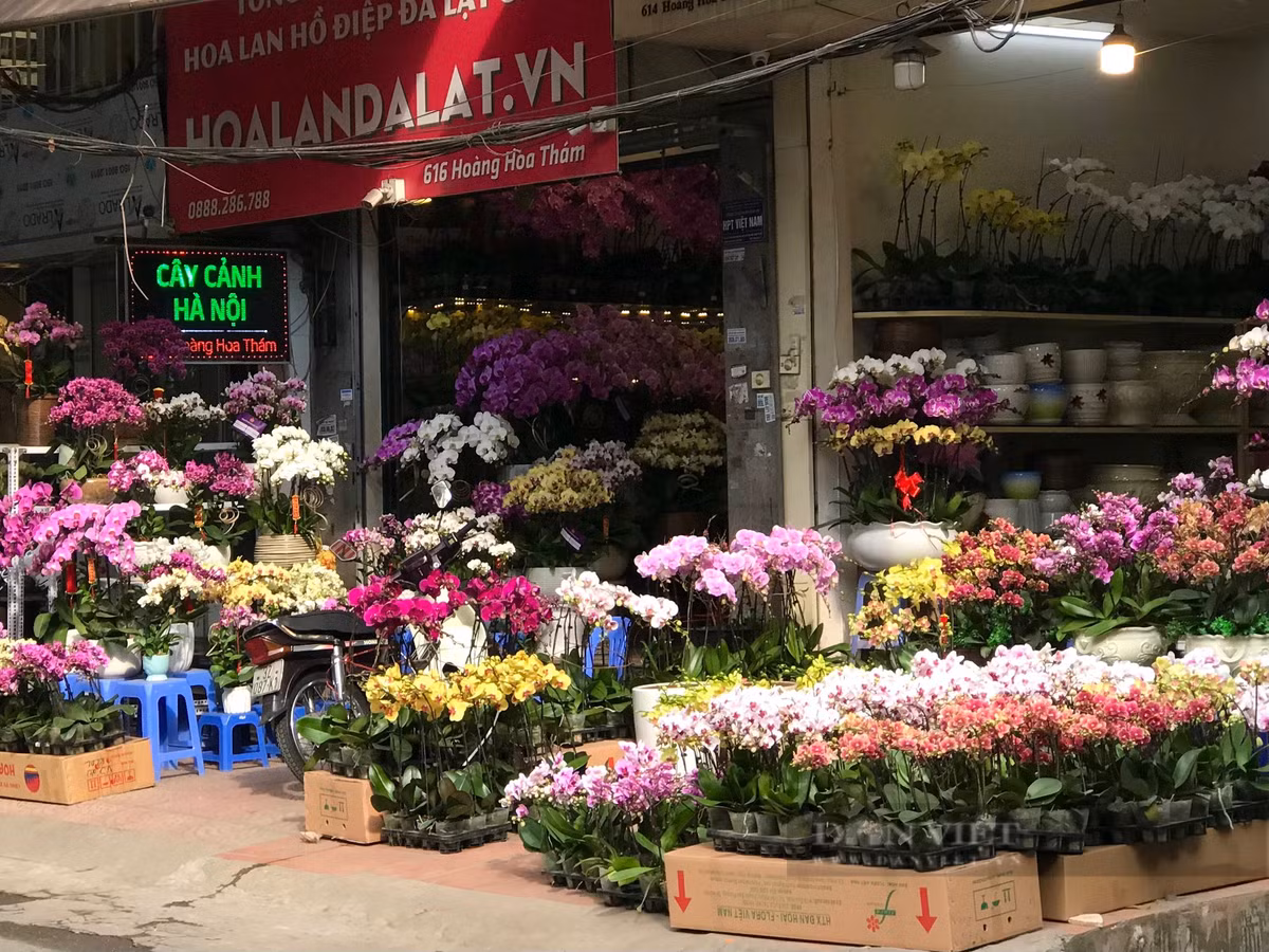  Năm nay, giá bán theo từng loại hoa không tăng nhiều so với năm ngoái, thị trường tiêu thụ hoa đã dần ổn định sau thời gian dịch. Ảnh: Phương Linh - Nguyễn Tùng. 