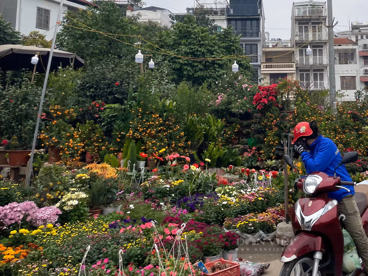  Không khí của ngày Tết Nguyên đán đã tràn ngập khắp phố phường, nhưng khi đến với con đường Hoàng Hoa Thám, người mua mới cảm nhận được cái nô nức, hồi hộp của một năm mới cận kề. Tuy nhiên, "chợ hoa" nối dài trên con đường này không tránh khỏi việc lấn chiếm hết vỉa hè, hoa được bày bán tràn xuống cả đường, xe vận chuyển cây cảnh gây ùn tắc giao thông trong những ngày giáp Tết. Ảnh: Phương Linh - Nguyễn Tùng.