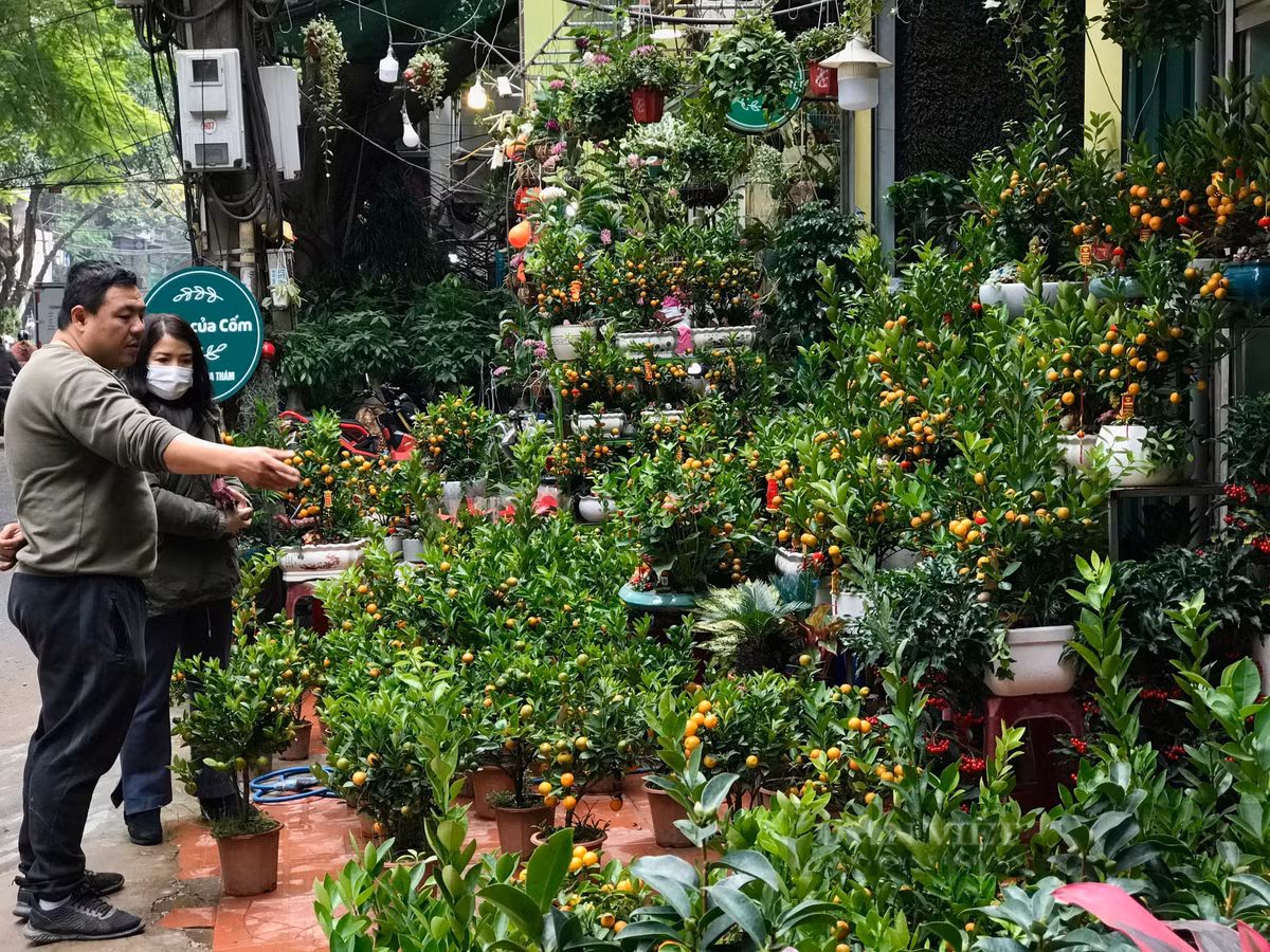  Trên đường Hoàng Hoa Thám, không quá nhiều các loại đào hay quất thế được tiểu thương đưa vào tiêu thụ. Hầu hết đều chỉ là các loại đào cảnh, quất cảnh nhỏ để bàn. Ảnh: Phương Linh - Nguyễn Tùng. 