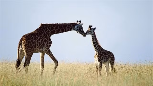 Top 6 loài động vật có cách ân ái dị hợm nhất Trái Đất - Hình 5 Top 6 loai dong vat co cach an ai di hom nhat Trai Dat-Hinh-5