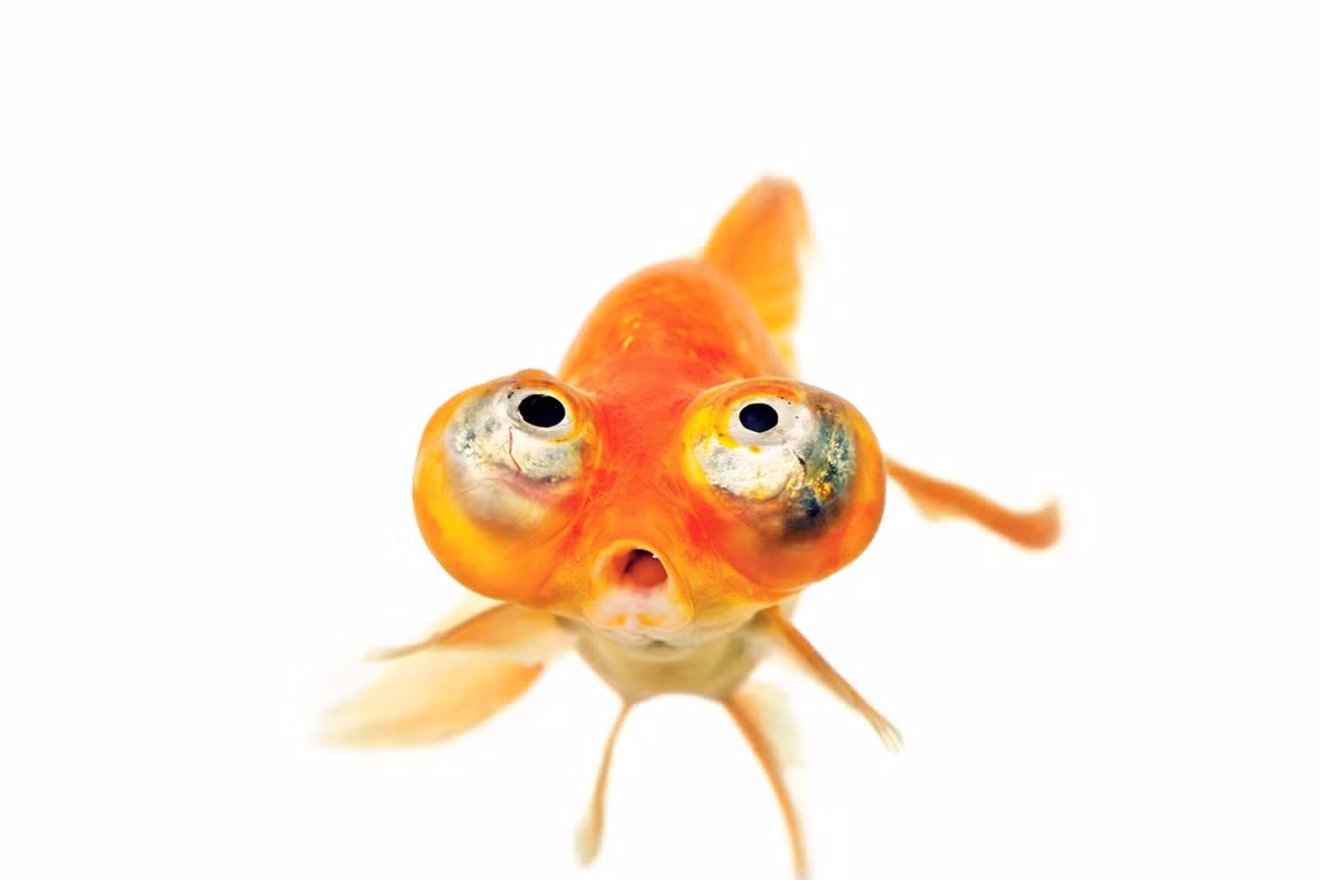 "Nỗi oan" trí nhớ 3 giây của cá vàng! - Hình 3 "Nỗi oan" trí nhớ 3 giây của cá vàng! ảnh 3