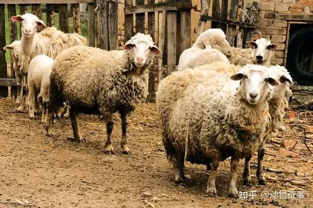 Sói có thực sự đáng sợ như những gì người ta vẫn nói? Soi co thuc su dang so nhu nhung gi nguoi ta van noi?