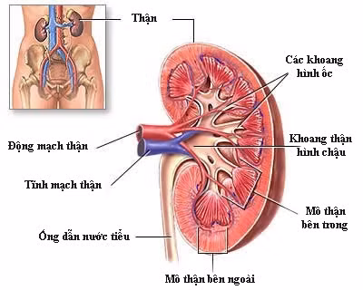 Bệnh nhân tiểu đường với lượng đường huyết cao trong máu gây tổn thương tế bào vi mạch thận, làm giảm chức năng lọc, bài tiết nước tiểu của thận.
