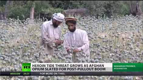 Cánh đồng anh túc rộng mênh mông ở Afganistan.