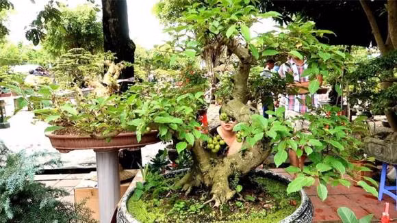4 tuoi nay trong cay sung la tot nhat de hut tai loc-Hinh-2
