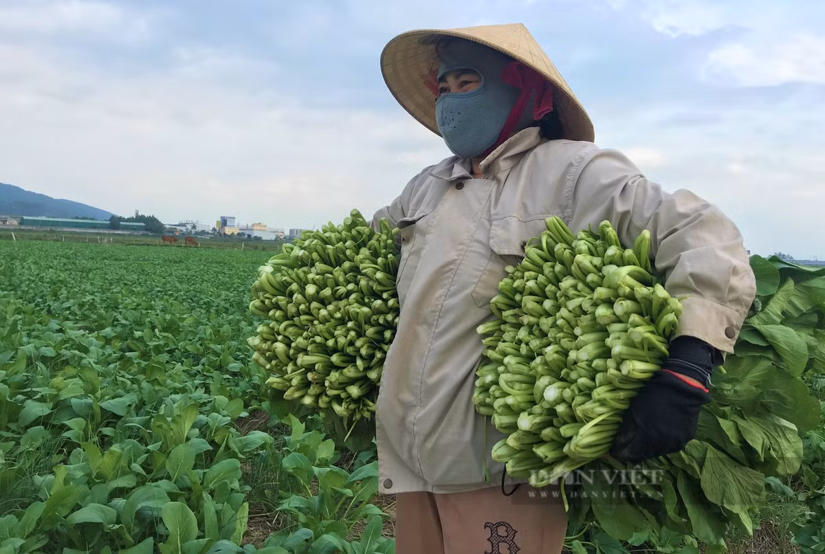 Trồng rau thoát nước tốt, nông dân ở Nghi Thuận cứ ra đồng là có tiền - Hình 4 Trong rau thoat nuoc tot, nong dan o Nghi Thuan cu ra dong la co tien-Hinh-4