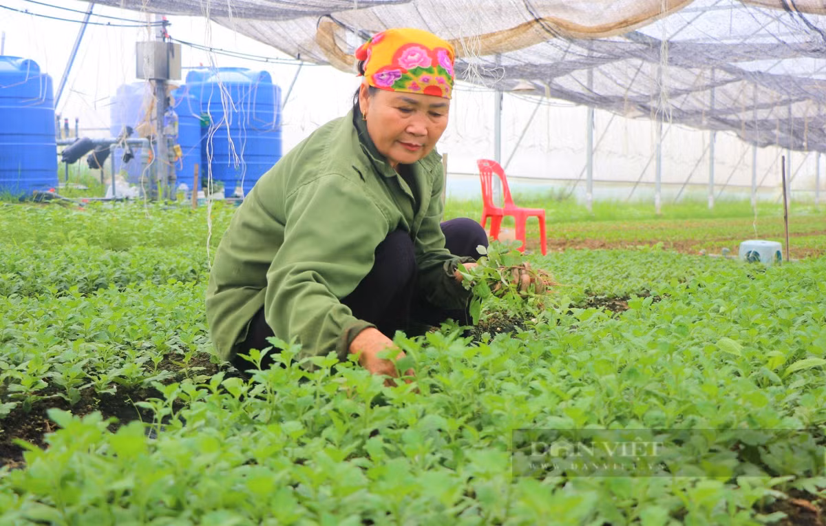 Nữ nông dân Nghệ An làm nhà màng trồng rau, quả sạch - Hình 7 Nu nong dan Nghe An lam nha mang trong rau, qua sach-Hinh-7