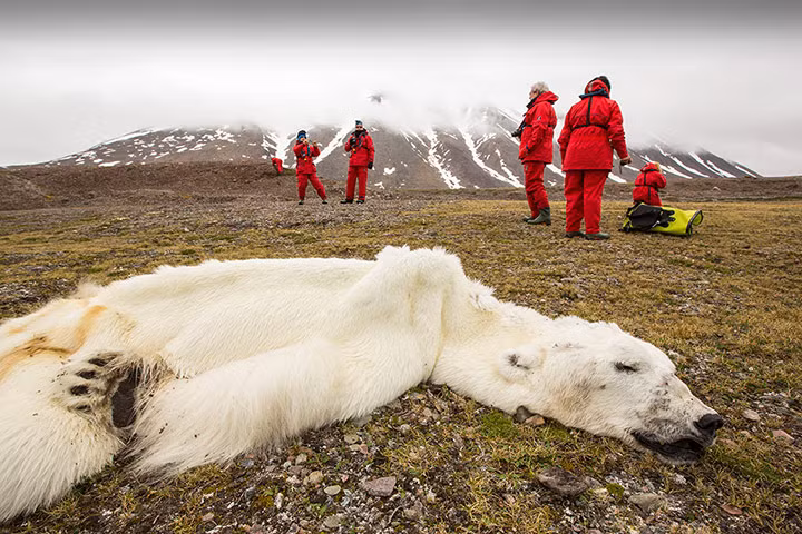 Một con gấu Bắc cực bị chết đói tại khu vực Svalbard của Na Uy, do băng trên biển tan khiến nó không kiếm đủ thức ăn.