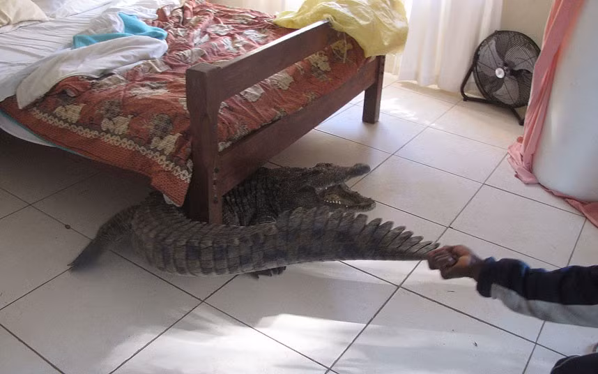 Khi ông Guy đang ăn sáng trong bếp và nghe thấy tiếng hét của một người hầu phòng. Người đàn ông 40 tuổi sau đó đã trở lại phòng và phát hiện thấy con cá sấu khổng lồ nằm dưới giường.