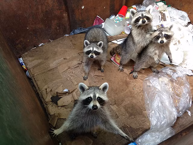 Những con chồn raccoon bị nhốt trong thùng để làm thịt ở Albany, New York, Mỹ. Nhưng chúng đã may mắn được cứu sống sau khi được cảnh sát phát hiện. Một chú chồn raccoon đã dũng cảm che chở cho đồng loại khi thùng rác được mở.