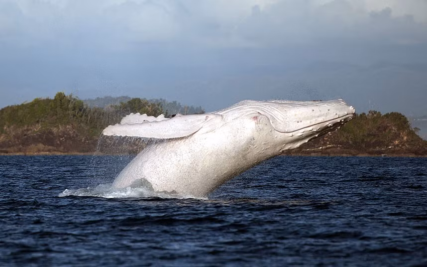 Cá voi lưng gù trắng lao lên khỏi mặt nước ở vùng biển ngoài khơi North Queensland, Australia.