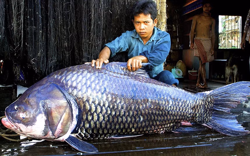 Một ngư dân ở Campuchia ngồi cạnh con cá chép (Catlocarpio siamensis) nặng 102kg và dài 1,7m.