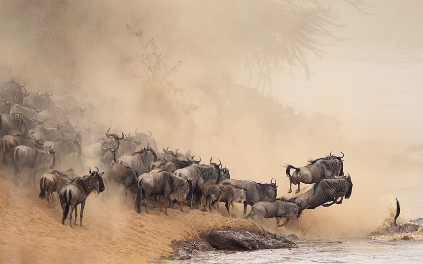 Linh dương đầu bò trong khu bảo tồn Masai mara, Kenya, cố gắng vượt qua sông đầy cá sấu trong hành trình di cư hàng năm.