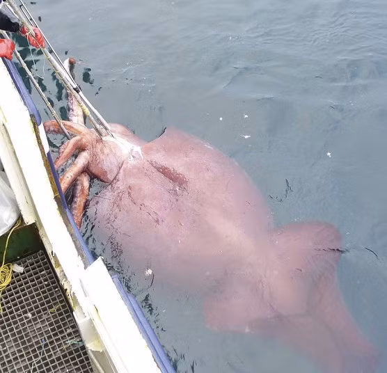 Mực khổng lồ (Mesonychoteuthis hamiltoni) được các ngư dân New Zealand bắt được tại vùng nước sâu ở Nam Cực. Đây là con mực lớn nhất từng bắt được trên thế giới, với trọng lượng 450kg và dài 10m.