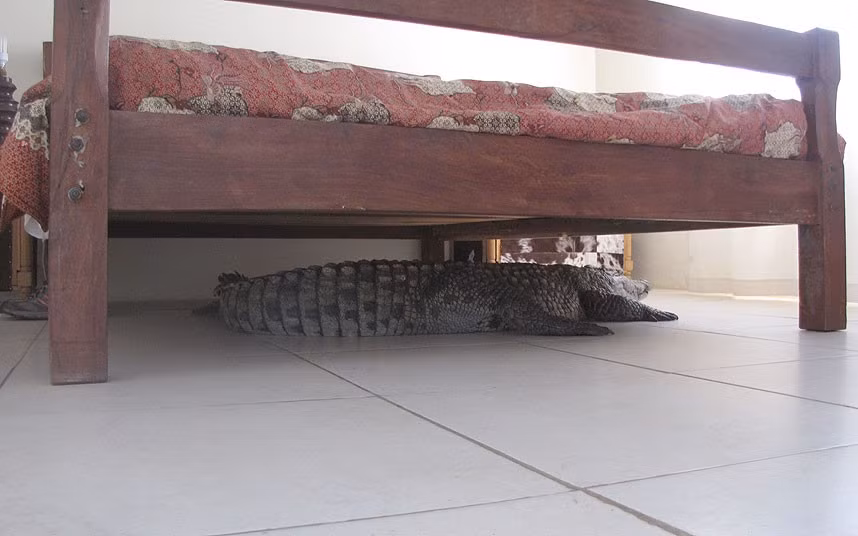 Khi tỉnh dậy vào sáng hôm sau, ông Guy không hề biết con cá sấu đang ngủ dưới gầm giường của mình.