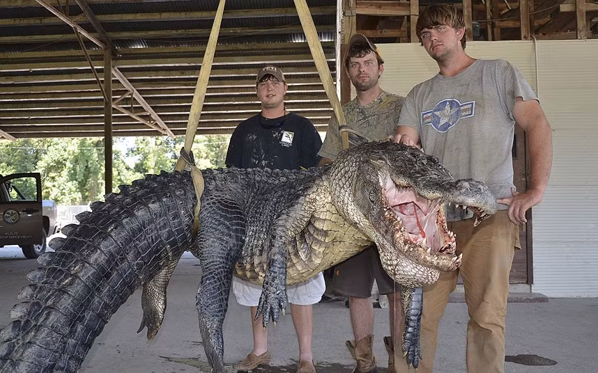 Con cá sấu lớn nhất trên sông Mississippi do Dustin Bockman và những người bạn bắt được. Nó nặng 330 kg và dài 3,96 m.