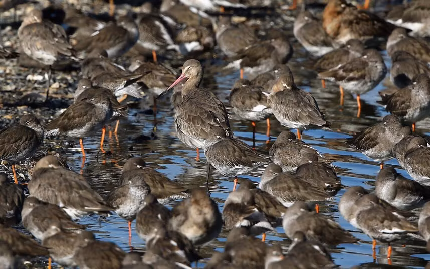 Chim godwit đang đứng nghỉ ngơi.
