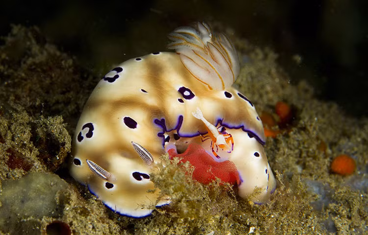 Tôm hoàng để bơi trên một con sên biển (Chromodoris leopardus nudibranch) ở ngoài khơi Ambon, Indonesia.