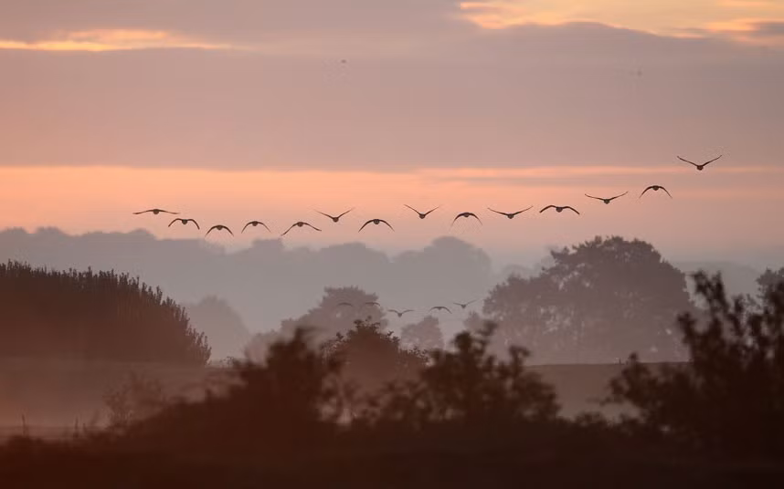 Ngỗng chân hồng bay trên khu bảo tồn khi mặt trời đang mọc.