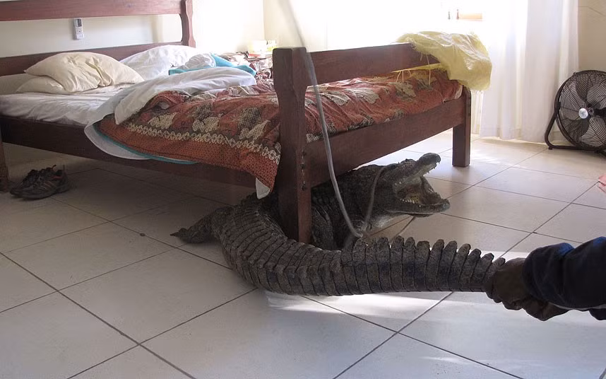 Ông Guy đã cầm đuôi lôi con cá sấu ra khỏi phòng.