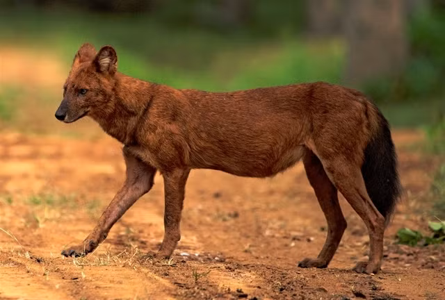 Chó sói đỏ: Con người gọi loài này là chó sói đỏ hay chó sói lửa, sói lửa, sói đỏ. Chúng thuộc họ chó, ăn thịt, vô cùng mạnh mẽ. Chó lửa dài 90 cm, đuôi khoảng hơn 30 cm, lông màu hung đỏ.