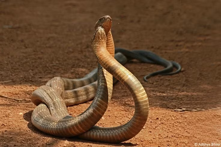  2. Chúng chủ yếu ăn các loài rắn khác. Rắn hổ mang chúa có tên khoa học là Ophiophagus hannah, trong đó “Ophiophagus” nghĩa là “người ăn rắn”. Thức ăn chính của loài này là các loài rắn khác, bao gồm cả các loài rắn độc như rắn hổ mang và rắn mamba. Ảnh: Pinterest.