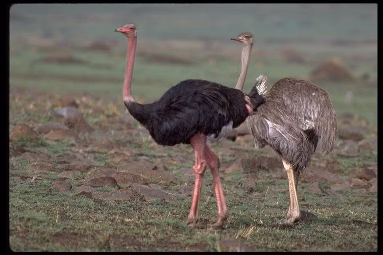  Hệ tiêu hóa đặc biệt: Đà điểu có thể ăn nhiều loại thức ăn như thực vật, hạt, đôi khi là động vật nhỏ. Chúng nuốt cả những viên đá nhỏ để hỗ trợ nghiền nát thức ăn trong dạ dày. Ảnh: Pinterest.