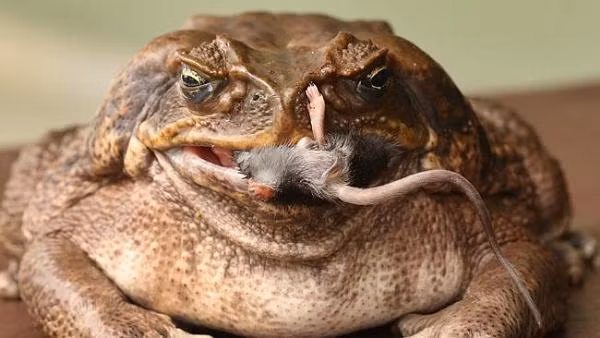 Một con cóc có kích thước lớn như Toadzilla sẽ ăn bất cứ thứ gì mà nó có thể nhét vào miệng, bao gồm cả côn trùng, bò sát và động vật có vú nhỏ.