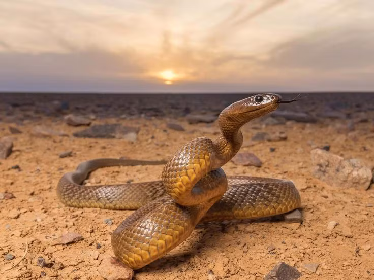  6. Một số loài rắn có nọc độc cực kỳ mạnh. Rắn mamba đen và rắn Inland Taipan sở hữu nọc độc mạnh mẽ nhất trong số các loài rắn, với khả năng giết chết con mồi chỉ trong vài phút. Ảnh: Pinterest.