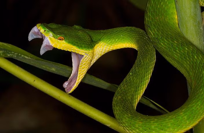  7. Nọc độc có thể phân hủy mô cơ. Nọc độc của các loài rắn viper thường chứa các enzyme có khả năng phân hủy mô cơ, giúp chúng dễ dàng tiêu hóa con mồi. Nọc độc này cũng có thể gây ra hoại tử và mất máu nghiêm trọng cho nạn nhân. Ảnh: Pinterest.