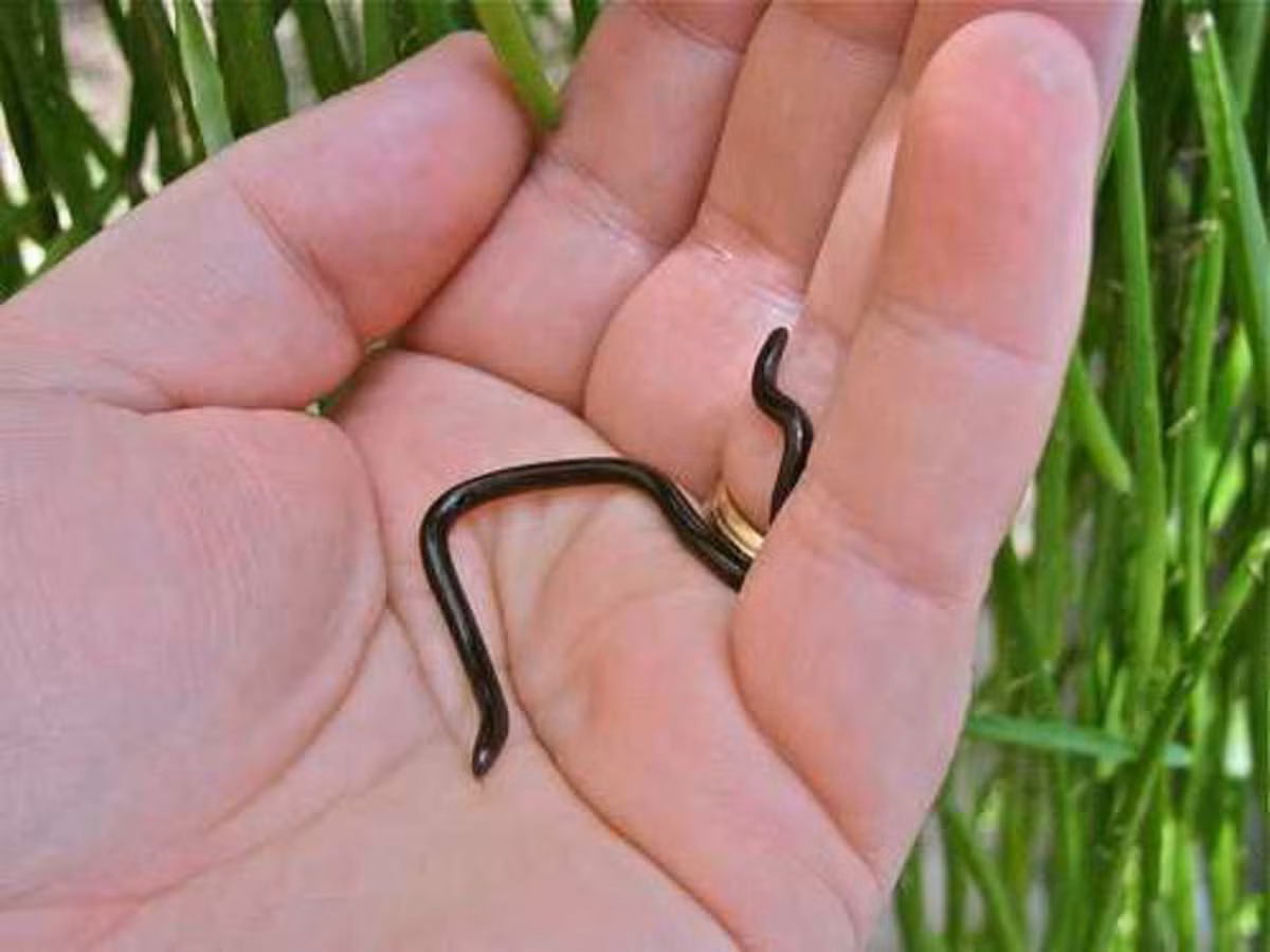  4. Sinh sống trong các khu vực nhiệt đới. Leptotyphlops carlae sống chủ yếu trong rừng nhiệt đới và các khu vực đảo Caribe, đặc biệt là Barbados, nơi chúng có thể dễ dàng ẩn nấp trong đất hoặc lá cây mục. Ảnh: Pinterest.