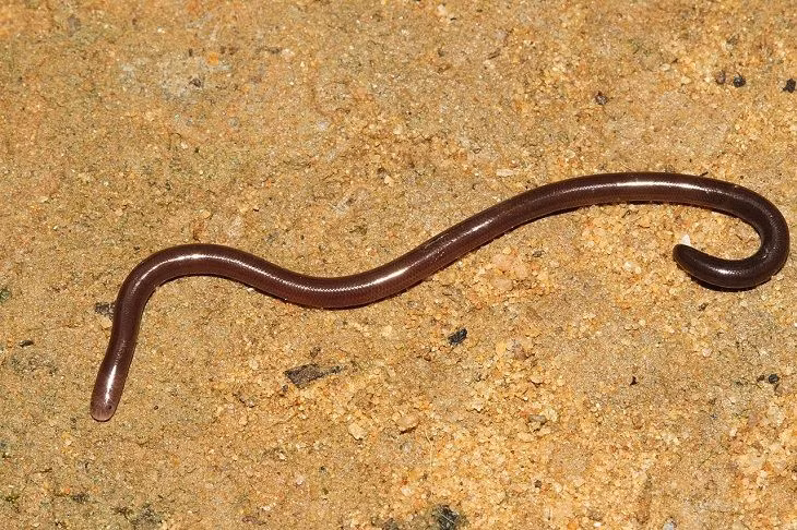  10. Mới được phát hiện gần đây. Leptotyphlops carlae chỉ mới được phát hiện vào năm 2008. Chính nhờ vào kích thước nhỏ bé của nó mà chúng đã không được phát hiện cho đến khi một nhóm nghiên cứu tìm thấy chúng trong một cuộc khảo sát ở Barbados. Ảnh: Pinterest.