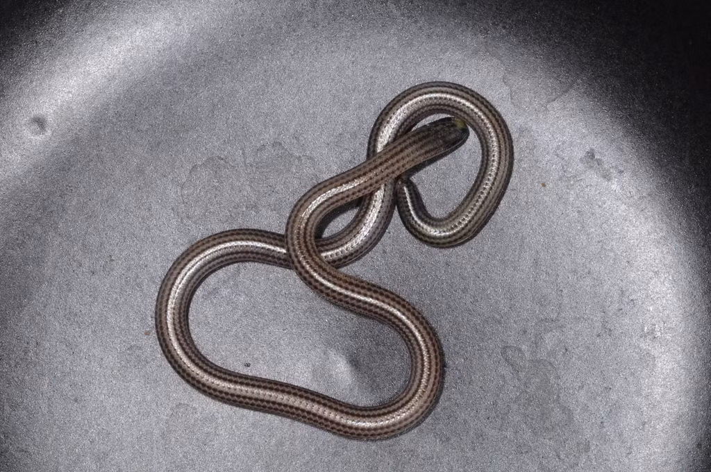  5. Chế độ ăn chủ yếu là côn trùng. Rắn Leptotyphlops carlae săn mồi bằng cách ăn côn trùng nhỏ, đặc biệt là bọ và giun ẩn nấp trong đất hoặc dưới lớp lá mục. Ảnh: Pinterest.