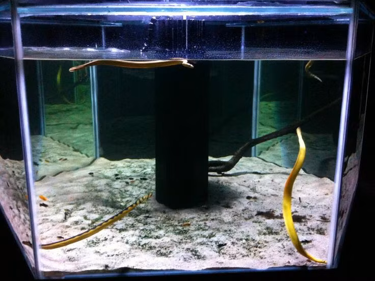  4. Rắn Nước (Water Snake). Rắn nước là loài rắn sống gần các khu vực có nước, không độc và hiếm khi tấn công con người. Đặc tính dễ chăm sóc và khả năng sống trong môi trường nước làm chúng trở thành lựa chọn phổ biến của người chơi rắn. Ảnh: Pinterest.