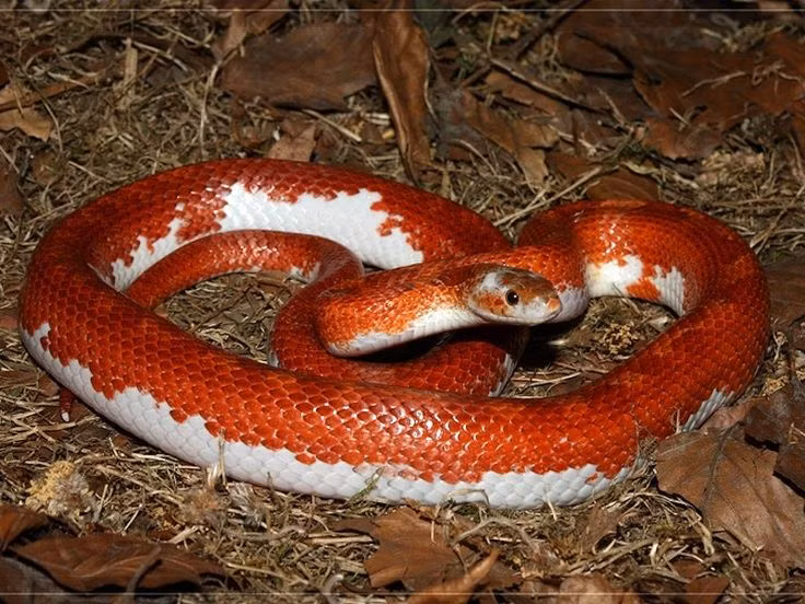  3. Rắn ngô (Corn Snake). Đặc điểm: Rắn đuôi mèo là loài rắn có tính cách ôn hòa và thân thiện. Chúng thường có màu sắc bắt mắt với các họa tiết như vảy cam và đỏ. Ảnh: Pinterest.